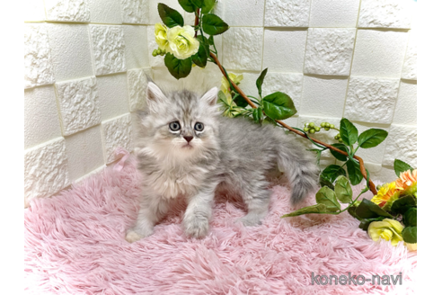成約済の埼玉県のスコティッシュフォールド-96927の3枚目